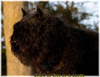 Elevage du CLOS DE LA LUETTE - COPYRIGHT DEPOSE